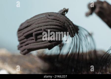 Muffa a filamentosa, corpi di frutta filamentosa scura con formazioni a filo marrone uno accanto all'altro contro un cielo blu Foto Stock