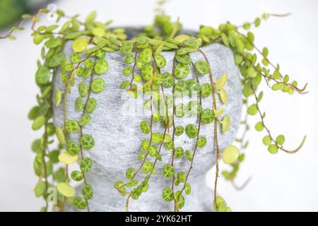 Lunghe ciglia di peperomium prostrato in una pentola di cemento pendono con foglie di tartaruga rotonde. Primo piano Peperomy all'interno su sfondo bianco, un ornamento Foto Stock