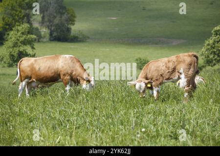 Mandria di vacche e vitelli di pascolare su un verde prato Foto Stock