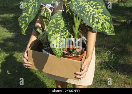 Il fiorista confeziona le piante in vaso in una scatola per la consegna all'acquirente. Vendita, spedizione sicura di piante dal magazzino, pacco. Negozio di fiori, casa piccola Foto Stock