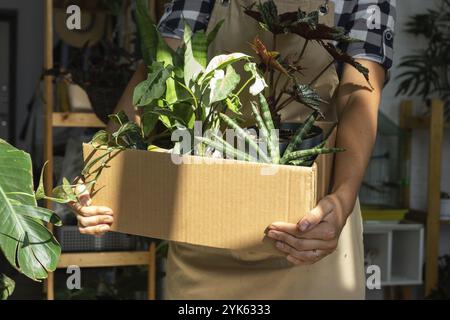 Il fiorista confeziona le piante in vaso in una scatola per la consegna all'acquirente. Vendita, spedizione sicura di piante dal magazzino, pacco. Negozio di fiori, casa Foto Stock