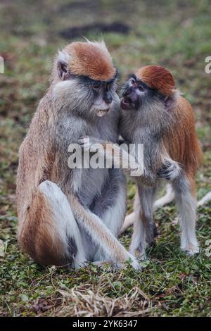 La scimmia di Patas anche nota scimmia di hussar (Erythrocebus patas) Foto Stock