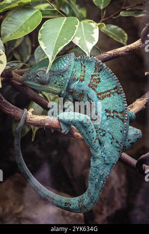 Panter Chameleon su un ramo, furcifer pardalis Foto Stock