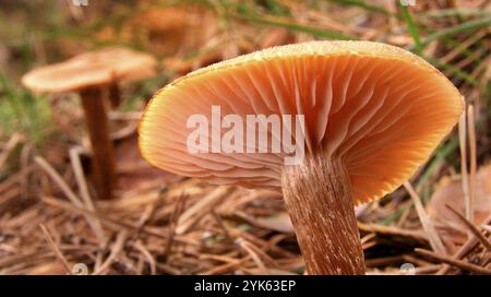 Funghi selvatici, Parco Nazionale della Sierra de Guadarrama, Segovia, Castiglia Leon, Spagna, Europa Foto Stock