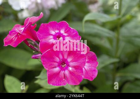 Blooming Phlox paniculata fiori nel giardino, Polemoniaceae Foto Stock