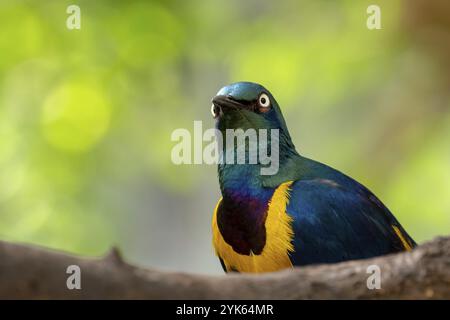 Starling dal petto dorato, Cosmopsarus regius, Glossy Starling seduto sul ramo dell'albero. Bellissimo uccello lucente nella foresta verde Foto Stock