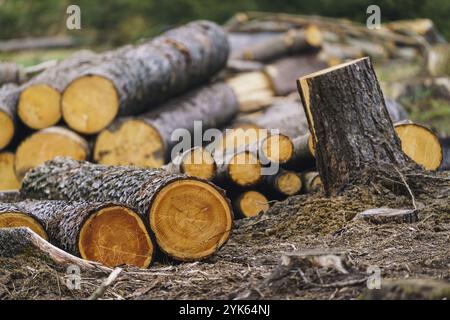 Un mucchio di legno. Una vista di enormi quantità di registri Foto Stock