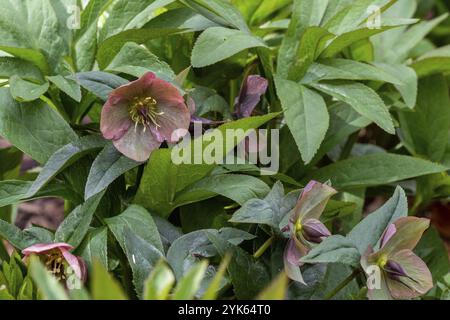 Bella fioritura di helleborus in una giornata di primavera, Helleborus orientalis Foto Stock