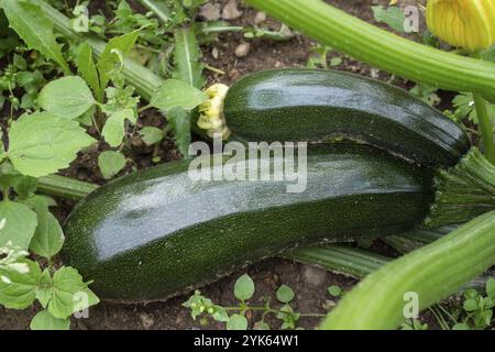 Zucchine verdi in giardino. Coltivare zucchine in un orto. Agricoltura biologica. Concetto di cibo sano Foto Stock