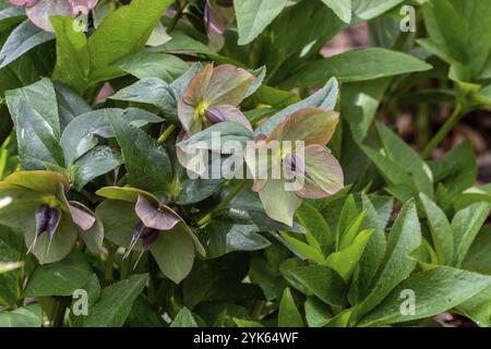 Bella fioritura di helleborus in una giornata di primavera, Helleborus orientalis Foto Stock