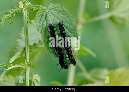 Trebbin, Germania. 10 agosto 2024. 10.08.2024, Berlino. Due caterpillars nere del pavone europeo (Aglais io/ Inachis io, Nymphalis io) si trovano sulla foglia di un ortica pungente. La bellissima e colorata farfalla si adatta bene alla vicinanza degli esseri umani. Nell'agricoltura moderna viene utilizzato molto fertilizzante, il che incoraggia notevolmente la crescita delle ortiche pungenti. Tuttavia, i pilastri della farfalla si nutrono quasi esclusivamente di ortiche. Credito: Wolfram Steinberg/dpa credito: Wolfram Steinberg/dpa/Alamy Live News Foto Stock