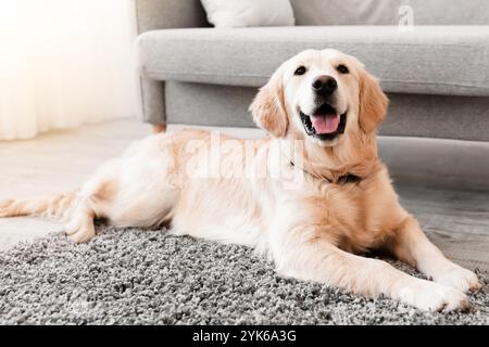 Ritratto di cane carino che giace sul pavimento Foto Stock