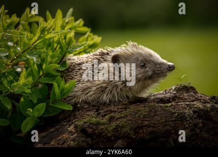 Hedgehog, nome scientifico: Erinaceus Europaeus. Riccio selvaggio, nativo, europeo che si allena al crepuscolo tra le erbe nel giardino amichevole dei ricci. FACI Foto Stock