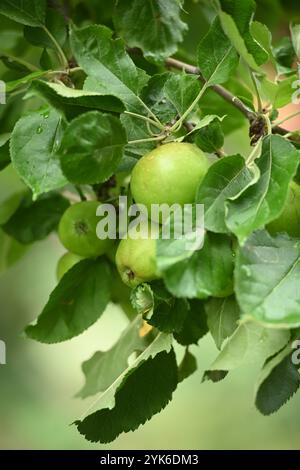 08.07.20 , NUOVO SITO WEB di Apfel *** 08 07 20 , NUOVO SITO WEB di Apple Foto Stock