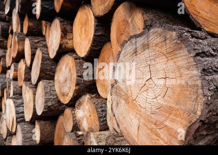 Primo piano dei registri degli alberi in un Lumberyard . Foto Stock