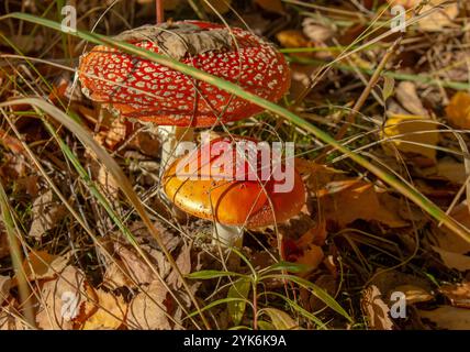 Amanita muscaria o mosca funghi velenosi maculati rossi e bianchi. Gruppo di funghi in una foresta autunnale. Foto Stock