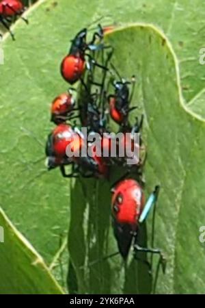 Insetto predatore della Florida (Euthyrhynchus floridanus) Foto Stock