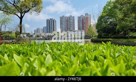 Una scena serena e romantica si dispiega, con un pittoresco giardino cinese, un incredibile ponte che si erge su un tranquillo lago. Foto Stock