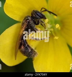Setole sudore (Lasioglossum imitatum) Foto Stock