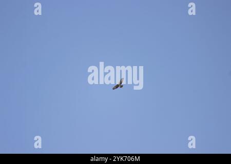 Falco dalla gola bianca (Buteo albigula) Foto Stock