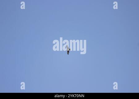 Falco dalla gola bianca (Buteo albigula) Foto Stock