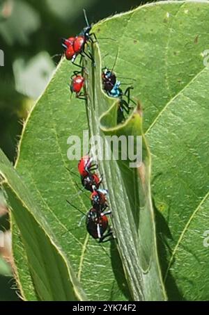 Insetto predatore della Florida (Euthyrhynchus floridanus) Foto Stock