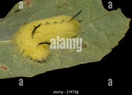 Apatelodes Moth maculato (Apatelodes torrefacta) Foto Stock