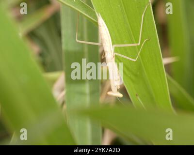 Egyptian Mantide Religiosa (Miomantis paykullii) Foto Stock