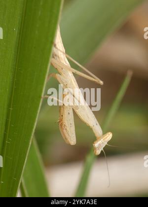 Egyptian Mantide Religiosa (Miomantis paykullii) Foto Stock