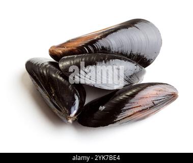 Cozze fresche isolate su fondo bianco. Foto Stock