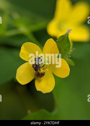 Setole sudore (Lasioglossum imitatum) Foto Stock