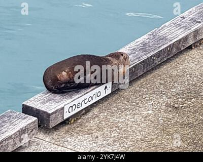 Sigillo in pelliccia dal naso lungo (Arctocephalus forsteri) Foto Stock