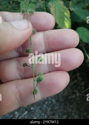 tonalità notte dell'incantatore a foglia larga (Circaea canadensis) Foto Stock