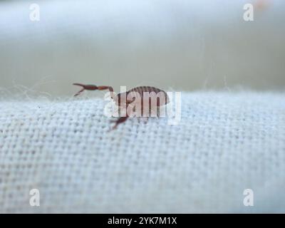 Casa Pseudoscorpion (Chelifer cancroides) Foto Stock