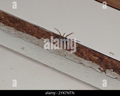 Ragno Sac a faccia larga (Trachelas tranquillus) Foto Stock