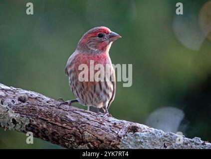 Primo piano di un maschio House Finch isolato su uno sfondo verde scuro. Foto Stock