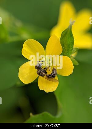 Setole sudore (Lasioglossum imitatum) Foto Stock