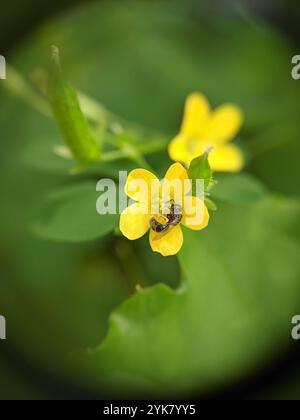 Setole sudore (Lasioglossum imitatum) Foto Stock