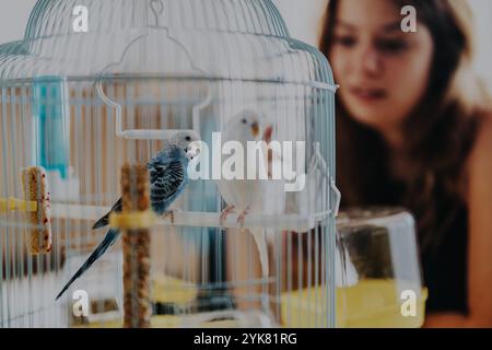 Giovane donna che osserva i variopinti amici in una gabbia per uccelli a casa, creando un ambiente calmo e rilassante con animali domestici Foto Stock