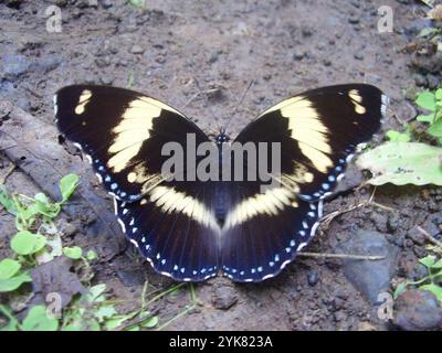 (Hypolimnas salmacis thomensis) Foto Stock