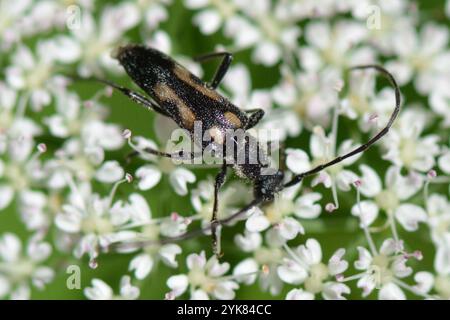 Scarabeo longhorn a sei macchie (Anoplodera sexguttata) Foto Stock