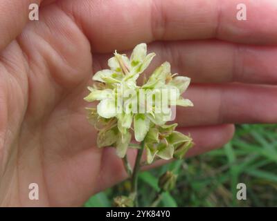 Monte Deathcamas (Anticlea elegans) Foto Stock