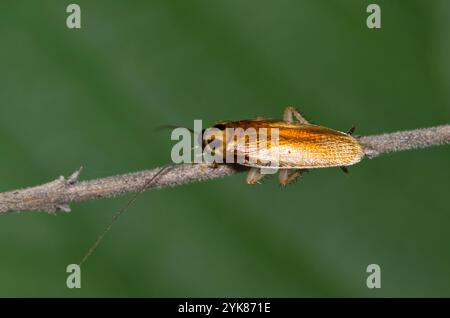 Scarafaggio tedesco Blattella germanica pianta di insetti stelo natura Primavera disinfestazione agricoltura. Foto Stock