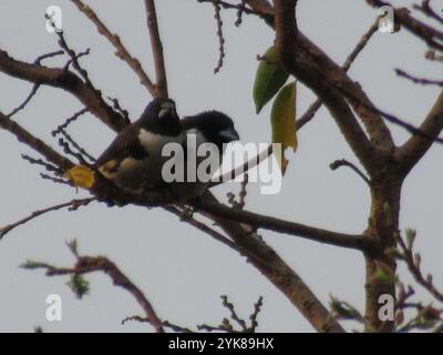 Magpie Mannikin (Spermestes fringilloides) Foto Stock