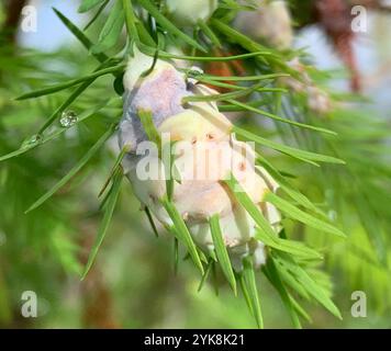Cypress Twig Gall Midge (Taxodiomyia cupressiananassa) Foto Stock