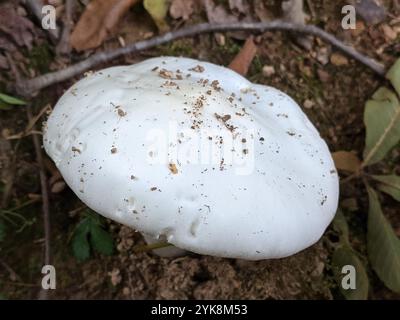 Angelo distruttivo nordamericano orientale (Amanita bisporigera) Foto Stock