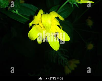 Ragno Sac a faccia larga (Trachelas tranquillus) Foto Stock
