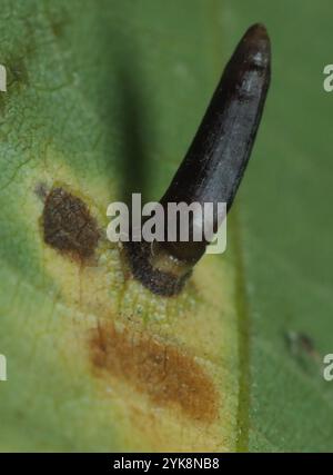 Hickory Awl-Shapes Gall Midge (Caryomyia subulata) Foto Stock