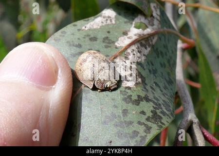 Coleottero tartaruga all'eucalipto (Paropsis charybdis) Foto Stock