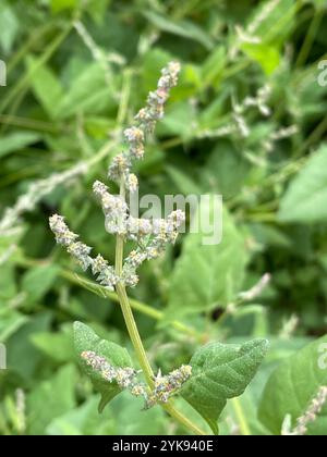 Saltbush strisciante (Atriplex prostrata) Foto Stock